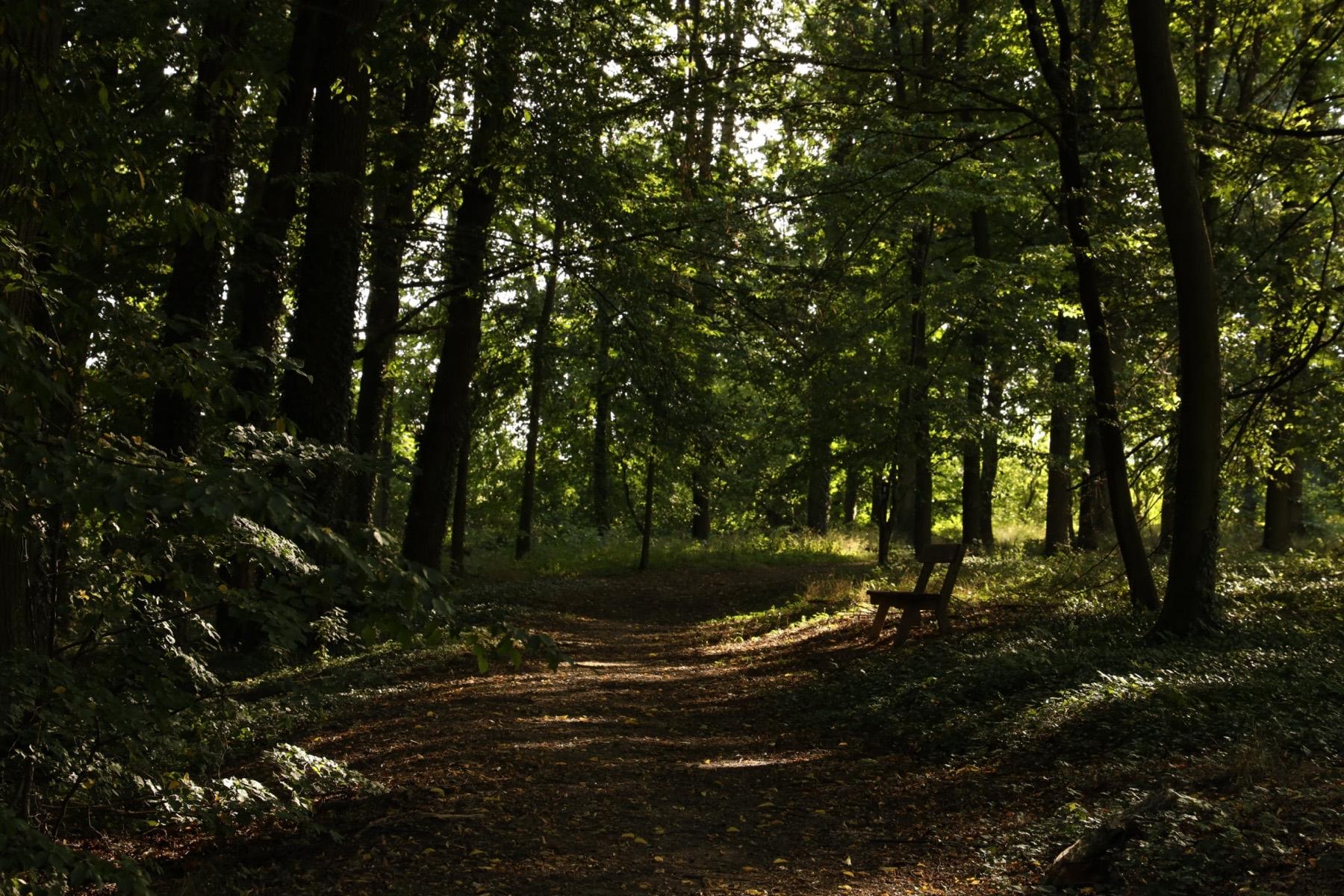 A forest path in the Hostačov grounds